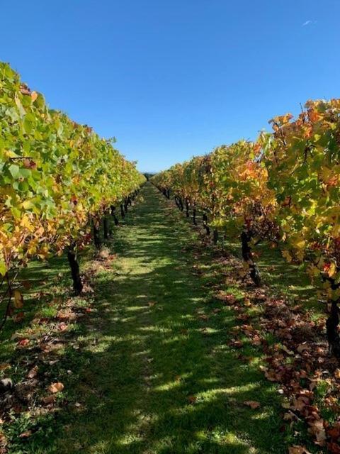 Villas & Vines Glamping Hastings Buitenkant foto